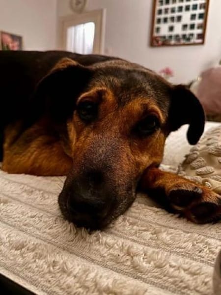 MAXIMA -ruhige, treue Wegbegleiterin-