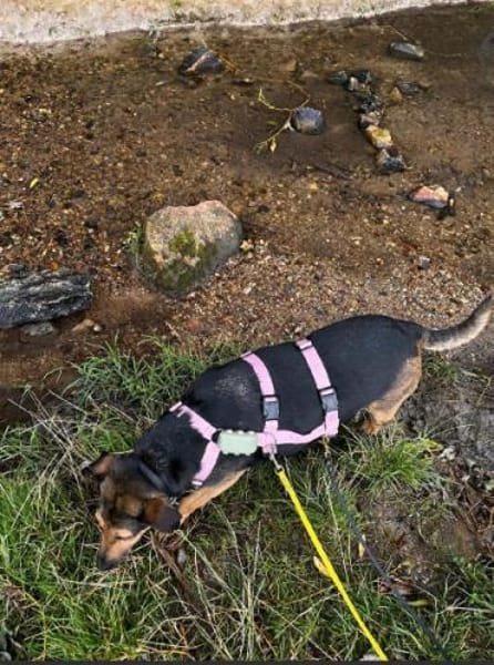 MAXIMA -ruhige, treue Wegbegleiterin-