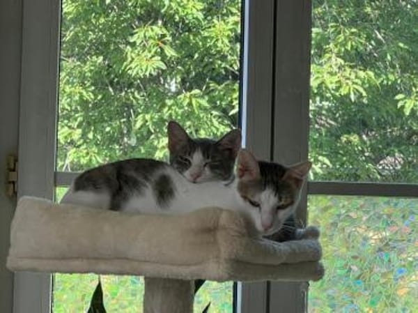 Sparkles und Mortis aus dem Tierschutz
