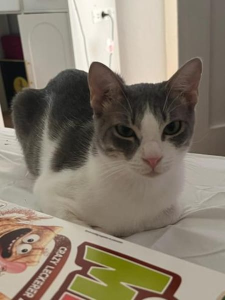 Sparkles und Mortis aus dem Tierschutz