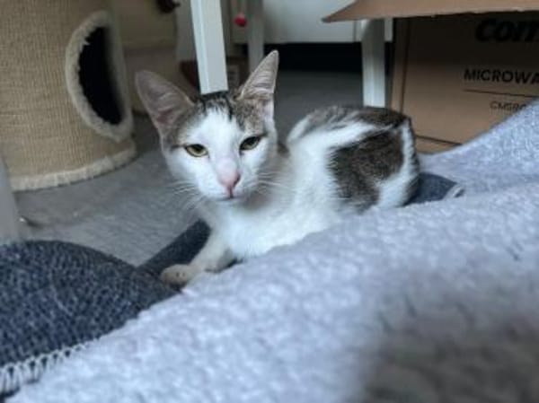 Sparkles und Mortis aus dem Tierschutz