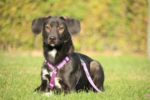 Hallo zusammen! Ich bin Quila!