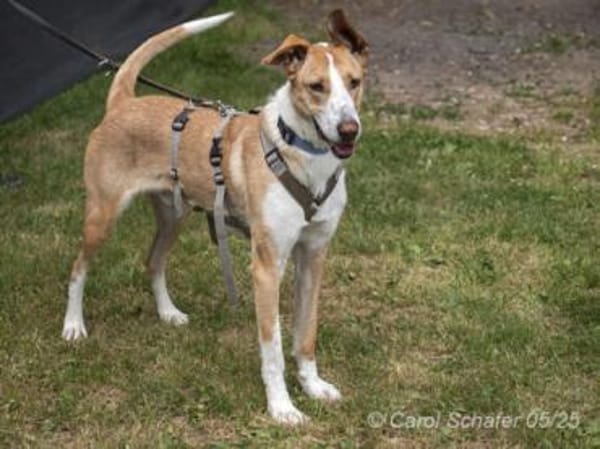 Rio ist ein netter Rüde