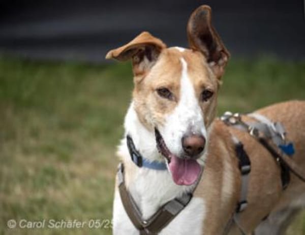 Rio ist ein netter Rüde