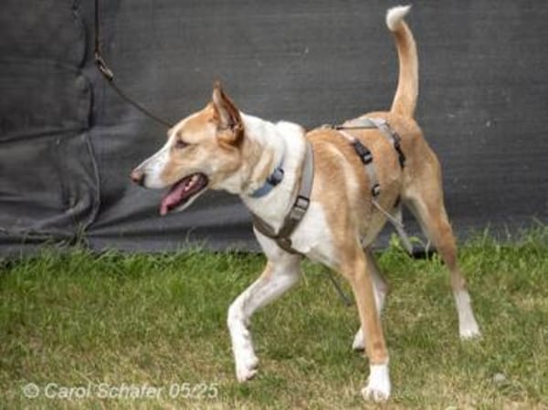 Rio ist ein netter Rüde