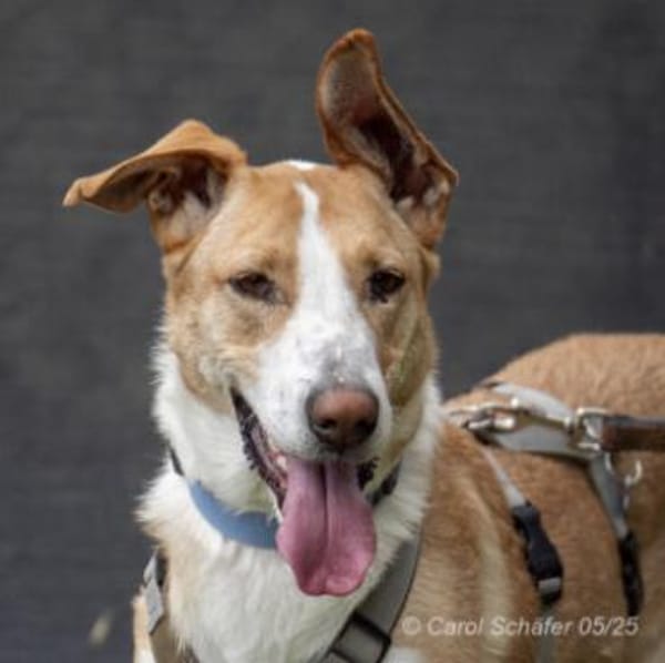 Rio ist ein netter Rüde