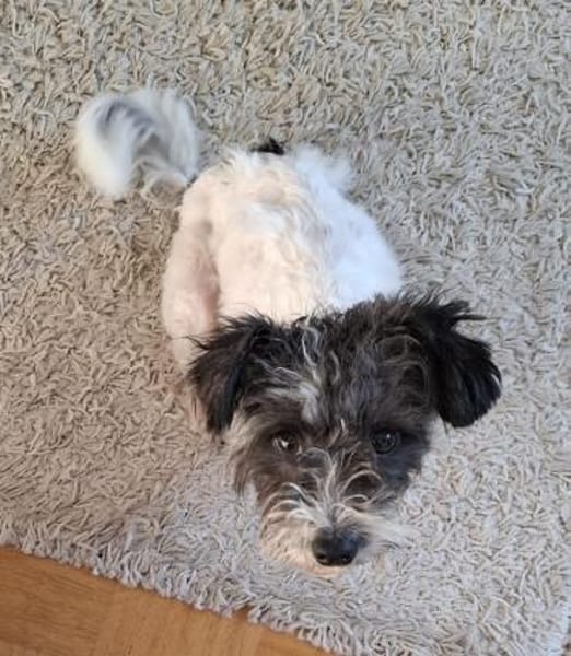 Ava - verspielt, zutraulich - in DE