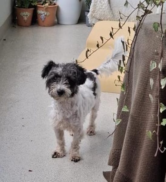 Ava - verspielt, zutraulich - in DE