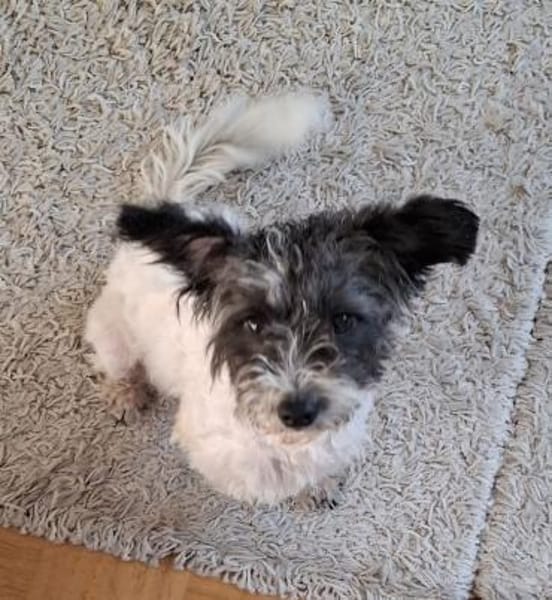 Ava - verspielt, zutraulich - in DE