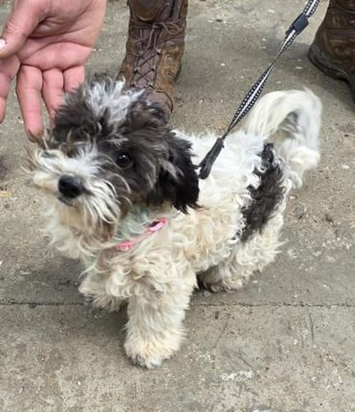 Ava - verspielt, zutraulich - in DE