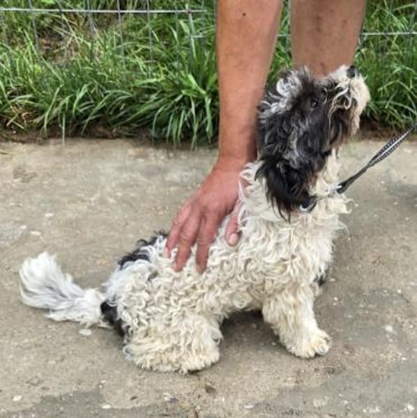 Ava - verspielt, zutraulich - in DE