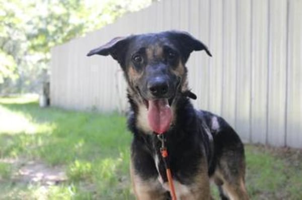 Mäxchen, lustiger, liebevoller Rüde