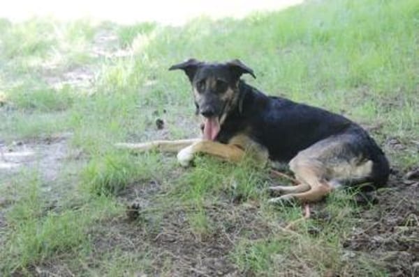 Mäxchen, lustiger, liebevoller Rüde