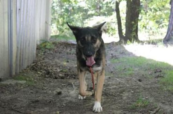 Mäxchen, lustiger, liebevoller Rüde