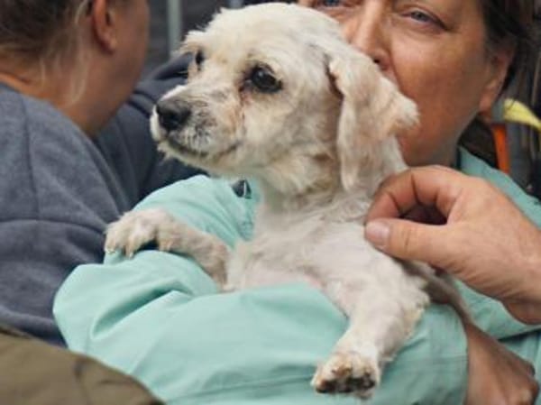 Batman, verspielt, neugierig, offen