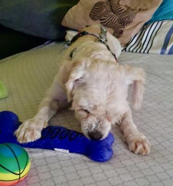 Batman, verspielt, neugierig, offen