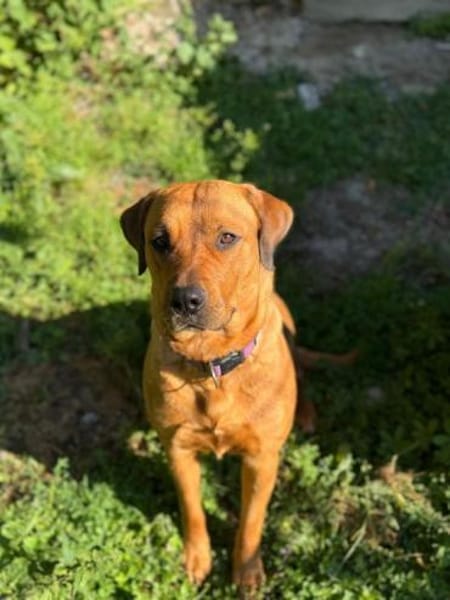 Die bezaubernde Daisy sucht ihr Zuhause