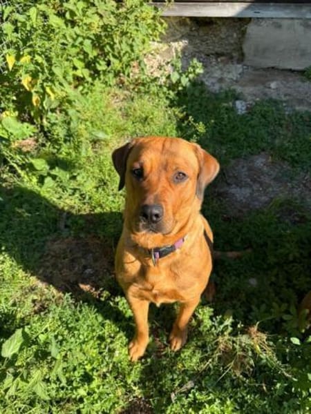 Die bezaubernde Daisy sucht ihr Zuhause