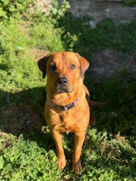 Die bezaubernde Daisy sucht ihr Zuhause