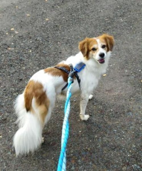 SHANTY -Liebe & zutrauliche Hündin-