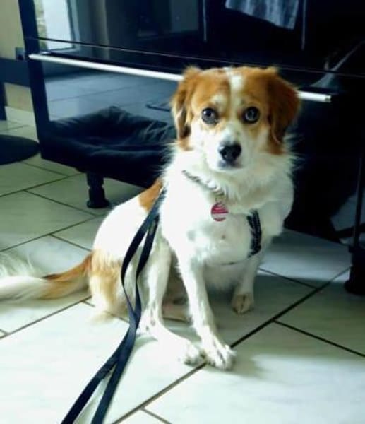 SHANTY -Liebe & zutrauliche Hündin-