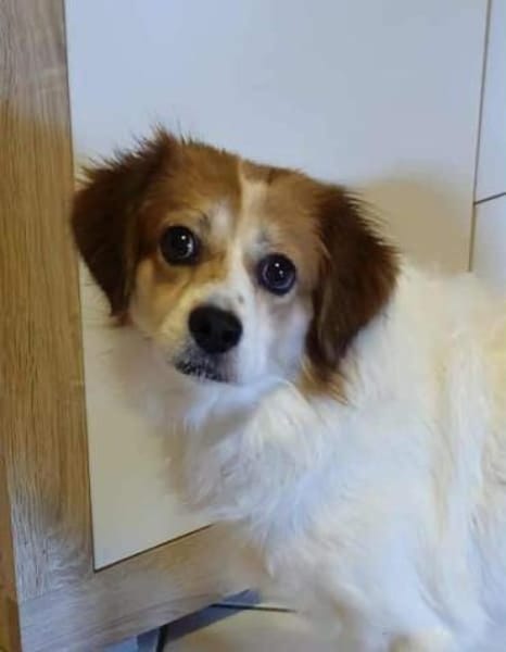 SHANTY -Liebe & zutrauliche Hündin-