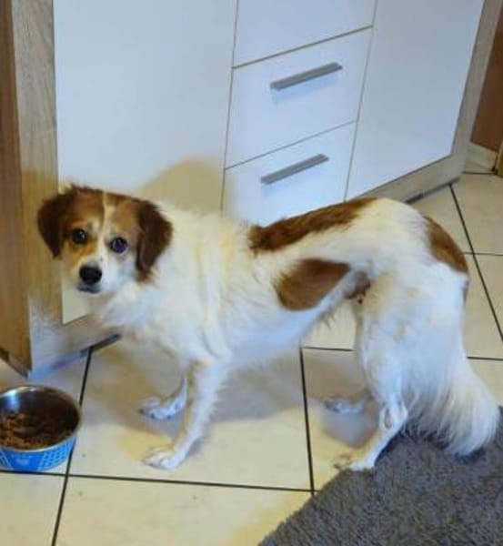 SHANTY -Liebe & zutrauliche Hündin-