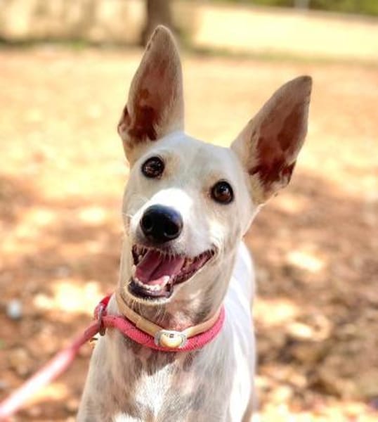 Boss - Energiebündel sucht Zuhause