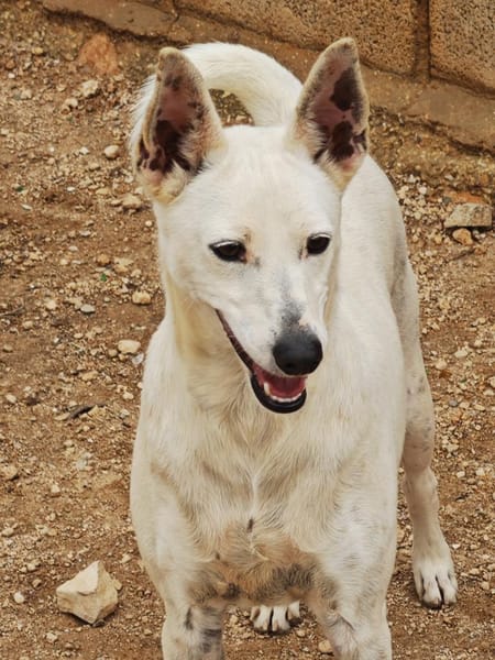 Boss - Energiebündel sucht Zuhause