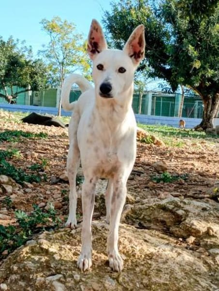 Boss - Energiebündel sucht Zuhause