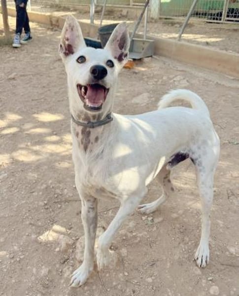 Boss - Energiebündel sucht Zuhause