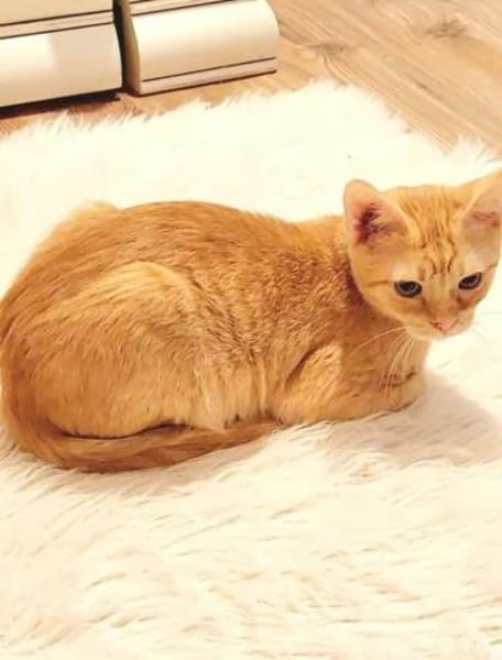 Olly Schmusekater sucht Familie