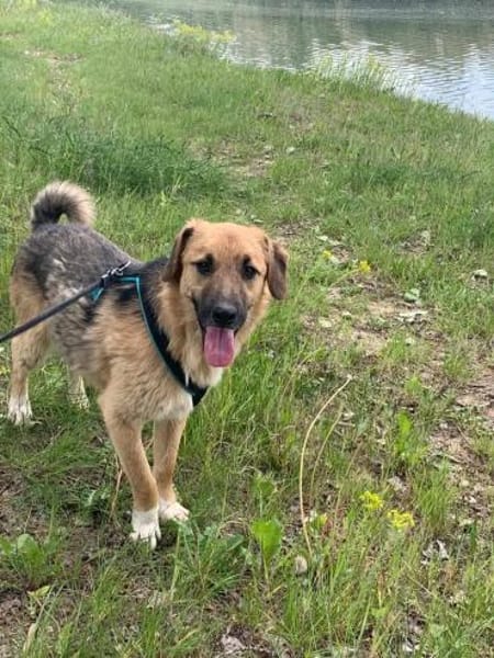 Stitch Familienhund, verspielt,neugierig