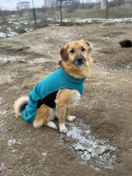 Stitch Familienhund, verspielt,neugierig