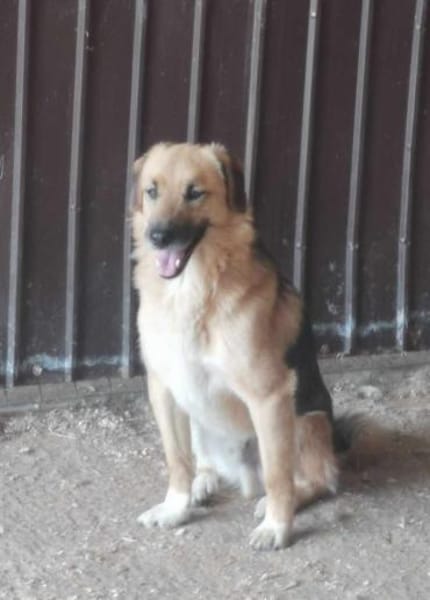 Stitch Familienhund, verspielt,neugierig