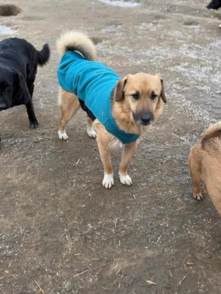 Stitch Familienhund, verspielt,neugierig