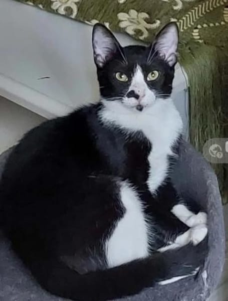 Nino Schmusekater sucht Familie