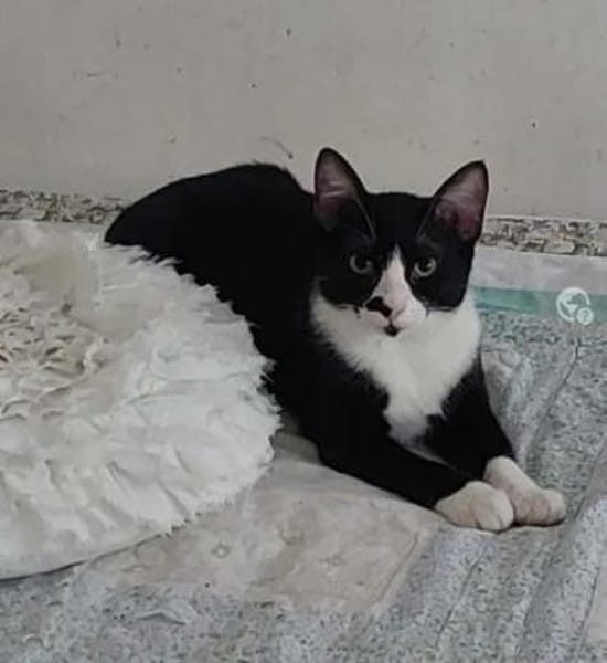 Nino Schmusekater sucht Familie