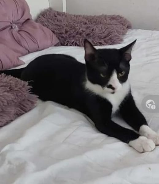 Nino Schmusekater sucht Familie