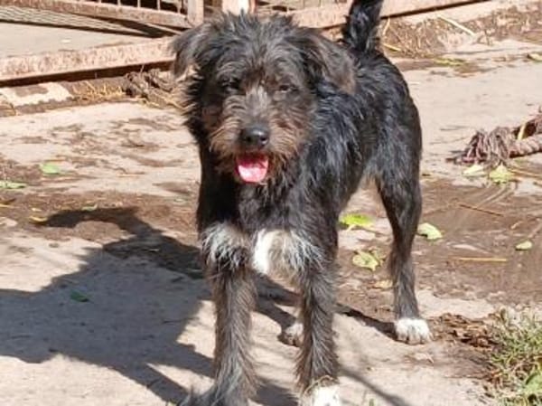 Carol möchte reisen