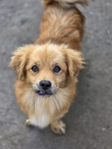 🐾 Ein Zuhause für Gigi gesucht! 🐾 (I)