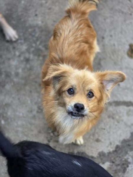 🐾 Ein Zuhause für Gigi gesucht! 🐾 (I)