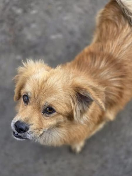 🐾 Ein Zuhause für Gigi gesucht! 🐾 (I)