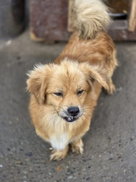 🐾 Ein Zuhause für Gigi gesucht! 🐾 (I)