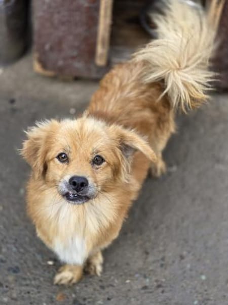 🐾 Ein Zuhause für Gigi gesucht! 🐾 (I)