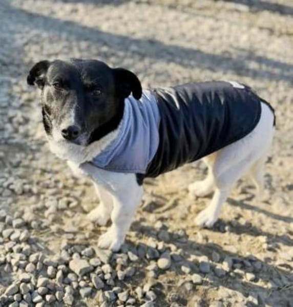 Ida ist sehr freundlich, anhänglich