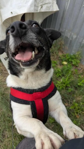 Ida ist sehr freundlich, anhänglich