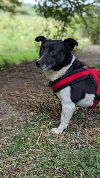 Ida ist sehr freundlich, anhänglich