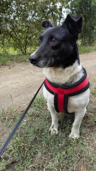 Ida ist sehr freundlich, anhänglich