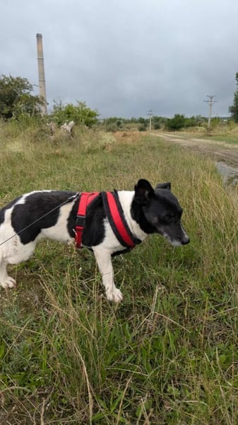 Ida ist sehr freundlich, anhänglich